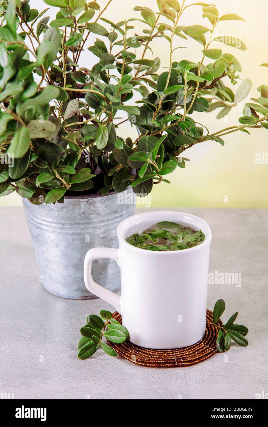 Lingonberry (Vaccinium vitis-idaea) leaves used to make herbal medicine tea drink. Zinc bucket with fresh branches on background for decoration. Stock Photo