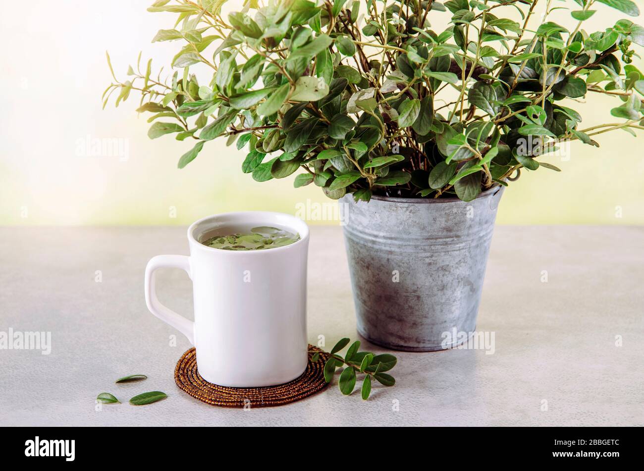 Lingonberry (Vaccinium vitis-idaea) leaves used to make herbal medicine tea drink. Zinc bucket with fresh branches on background for decoration. Stock Photo