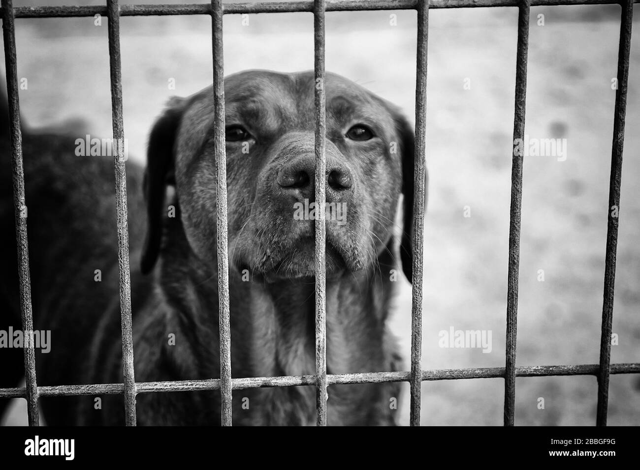 Abandoned dogs in the kennel, animals Stock Photo - Alamy