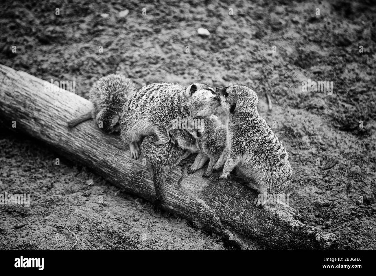 Family of meerkats nature reserve, zoo Stock Photo