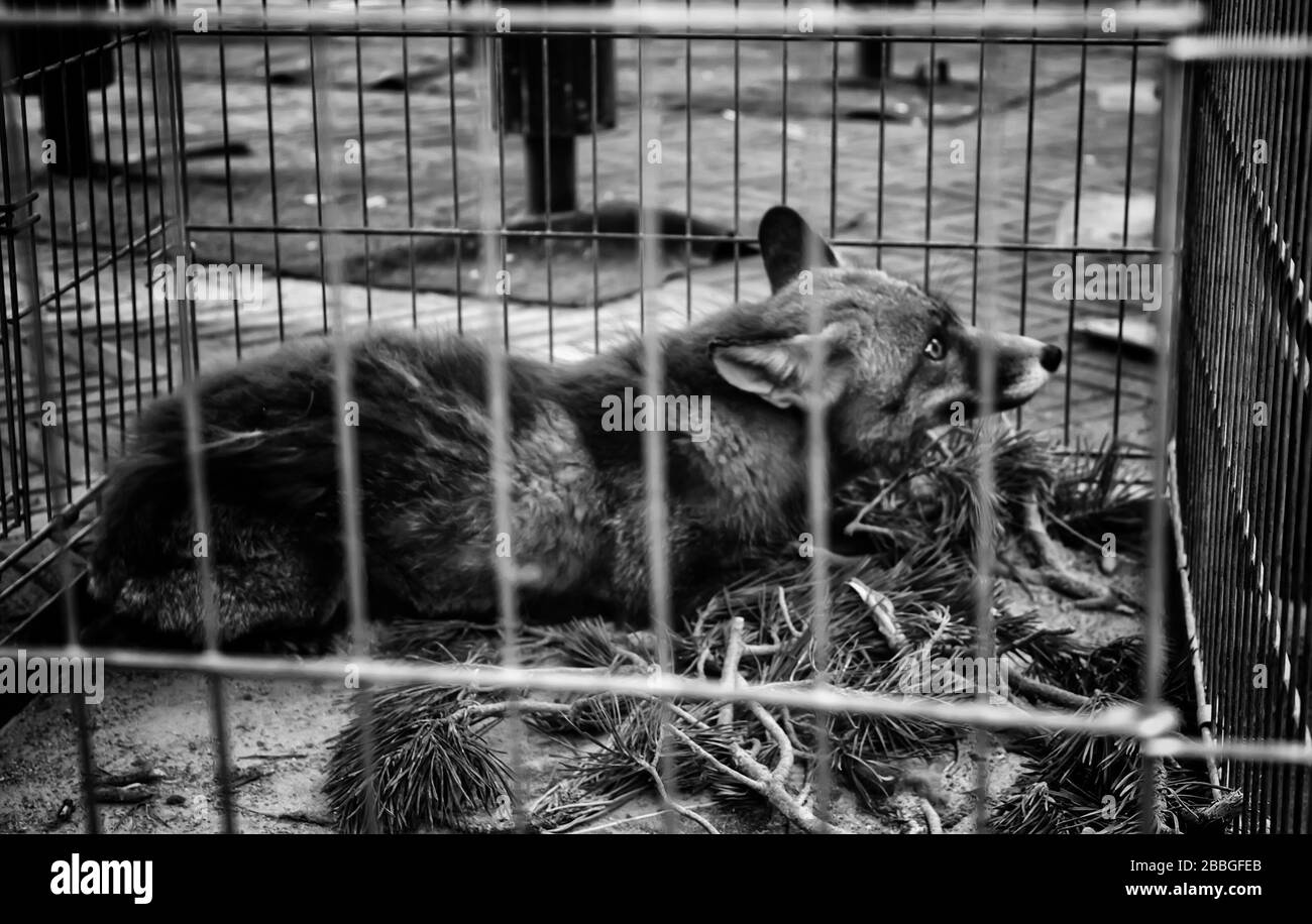 Wild fox caged in zoo, animal abuse Stock Photo - Alamy Wild fox caged in zoo, animal abuse Stock Photo - Alamy