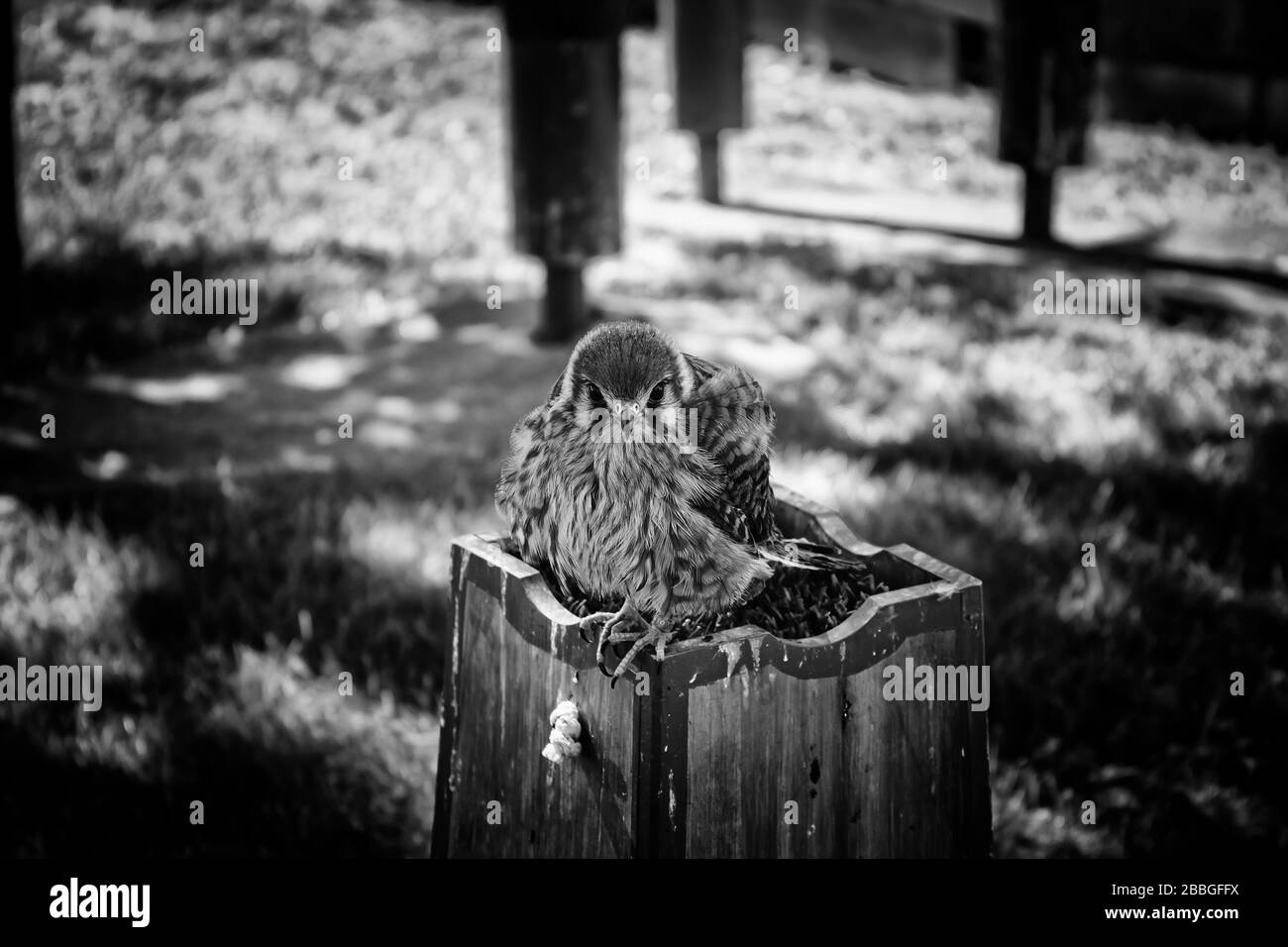 Eagle small prey in falconry field, wild animals Stock Photo