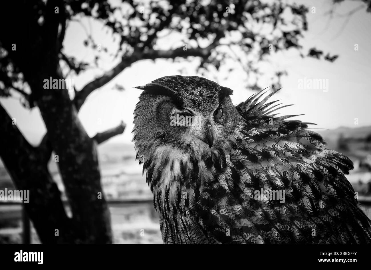 Owl in falconry, wild animals and nature Stock Photo