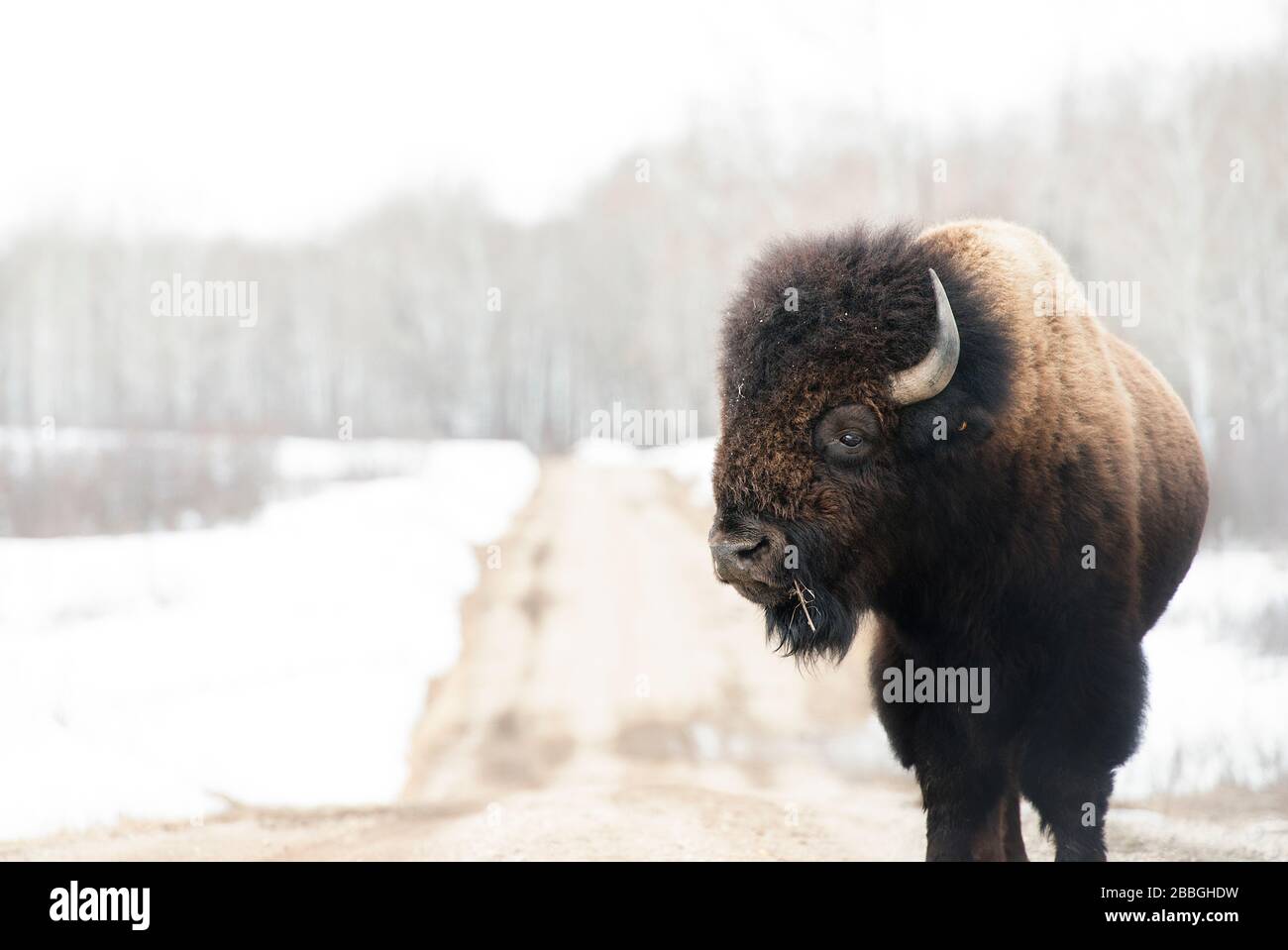 Bison on road in winter in Manitoba Canada Stock Photo