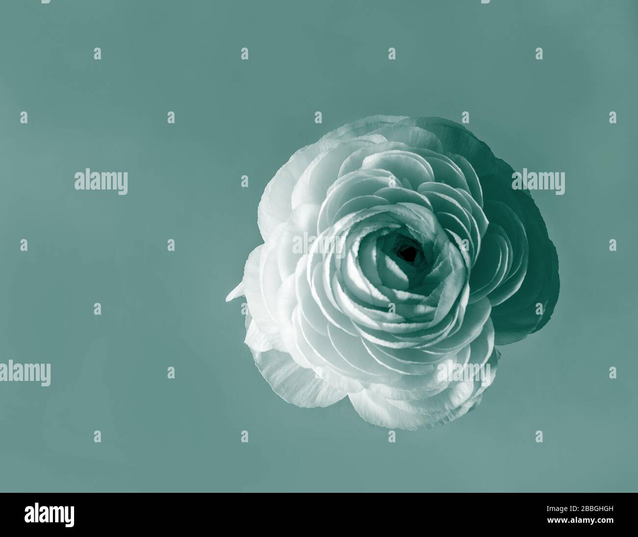 Spring single flower ranunculus or buttercup closeup. Modern art plankton color, space for text. Springtime concept. Stock Photo