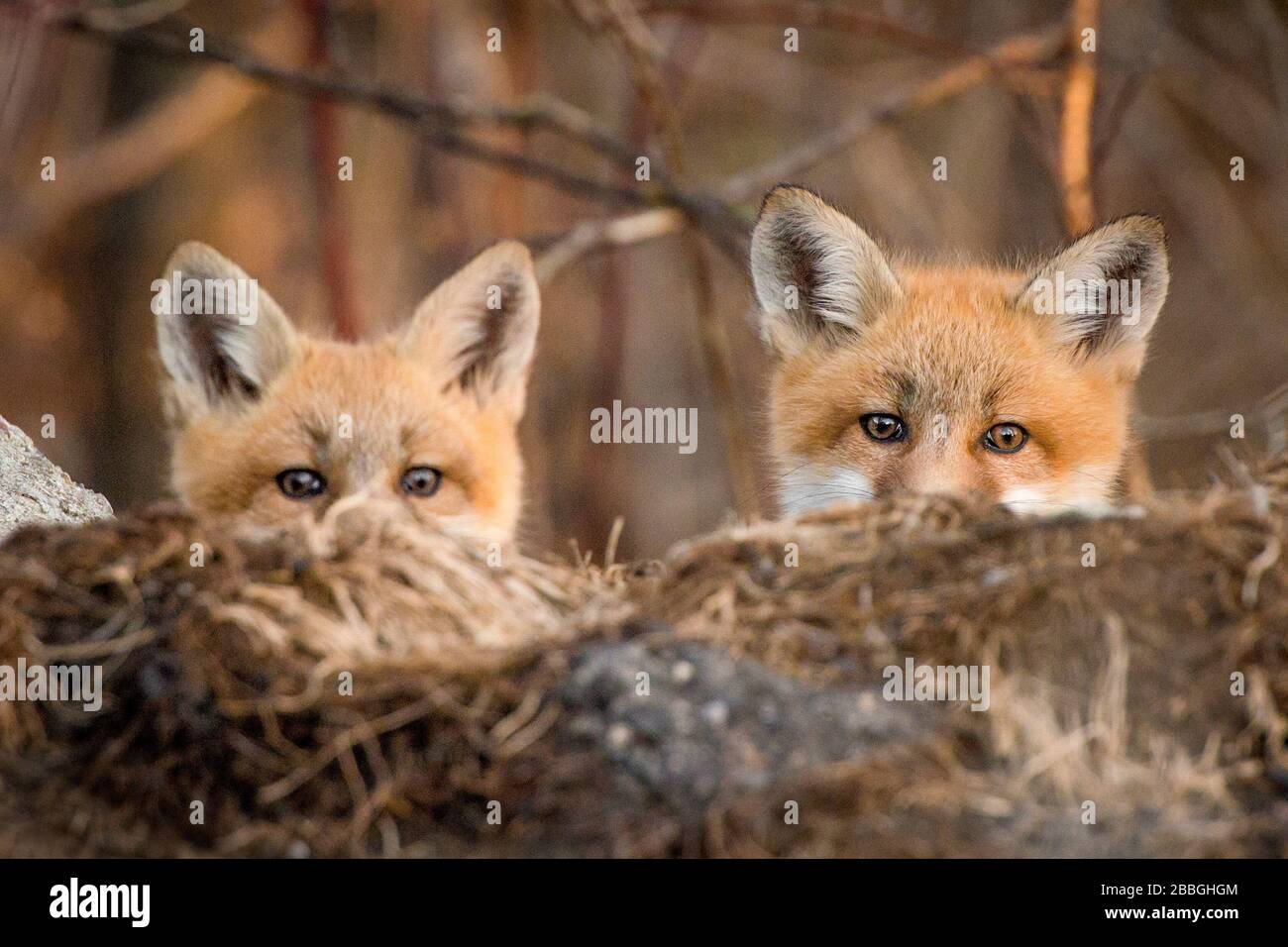 Curious Baby foxes in Winnipeg Manitoba Canada Stock Photo
