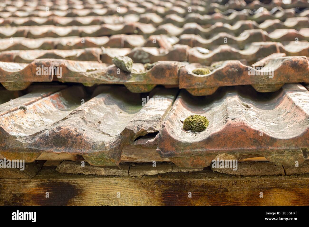 tiles for creating rooftop. There is big moss on a tile Stock Photo