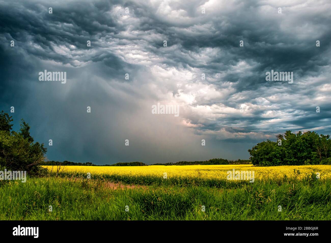 Storm dumping rain and hail over a canola field in southern Manitoba Stock Photo