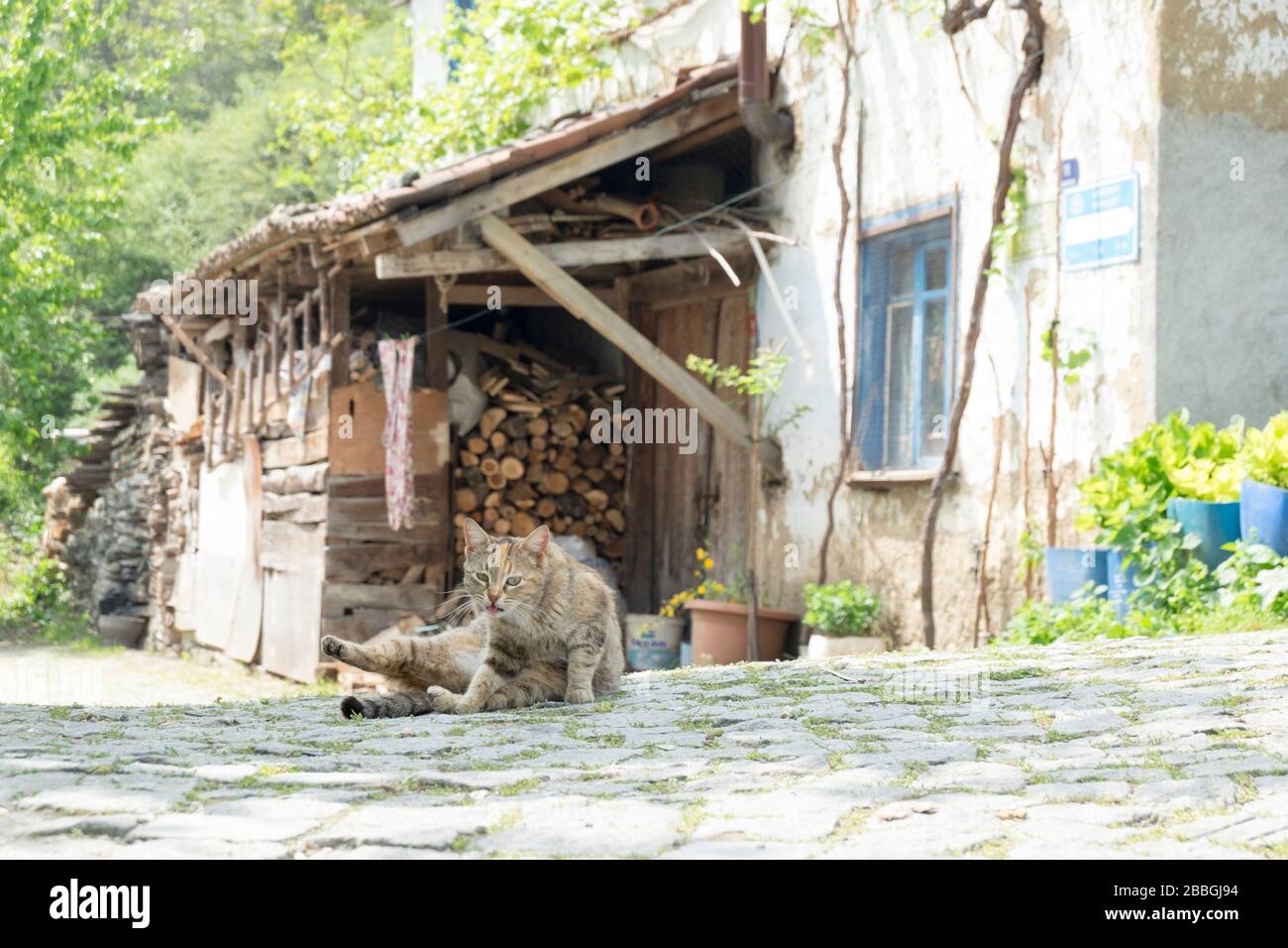 small village cottage and street cat lying on this small room. the cat is cleaning itself. Stock Photo