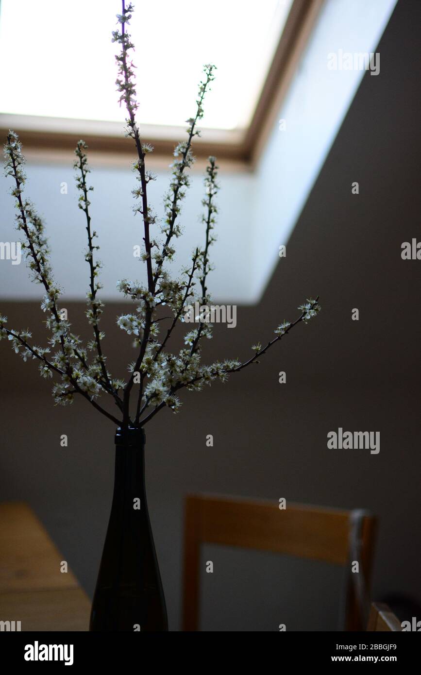 spring flowers inside a house Stock Photo Alamy