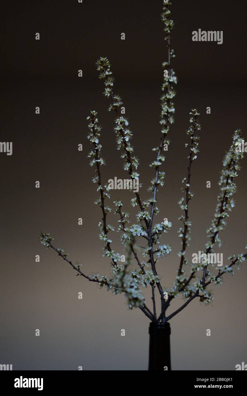 spring flowers inside a house Stock Photo Alamy