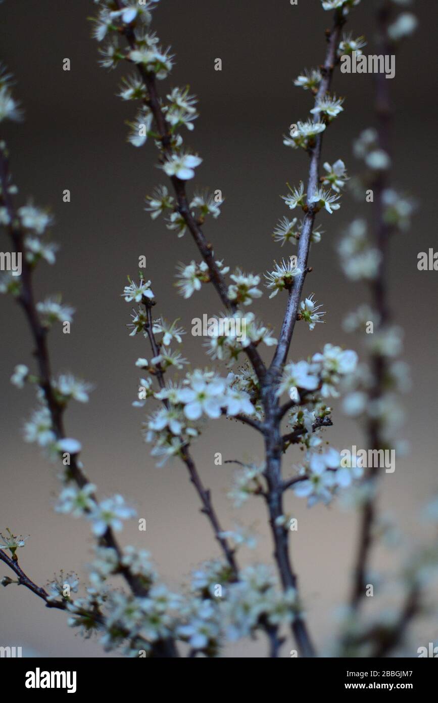 spring flowers inside a house Stock Photo Alamy