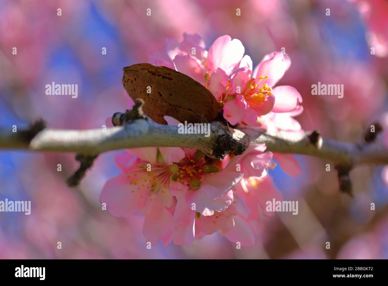 Pink almond blossoms and almond fruit, Costa Blanca, southern Spain Stock Photo