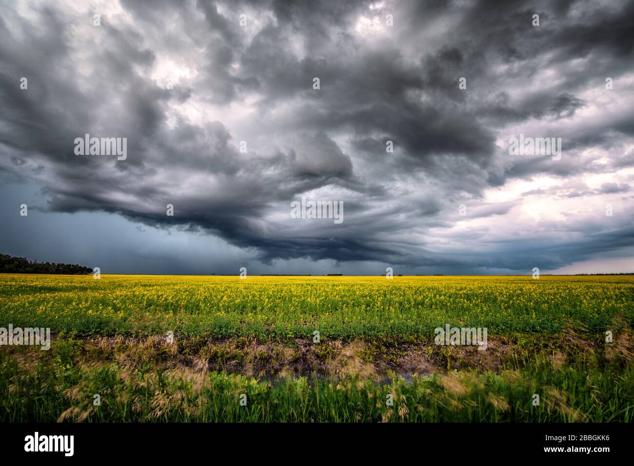 Storm shelf cloud rolling over rural canola field in rural southern Manitoba Canada Stock Photo