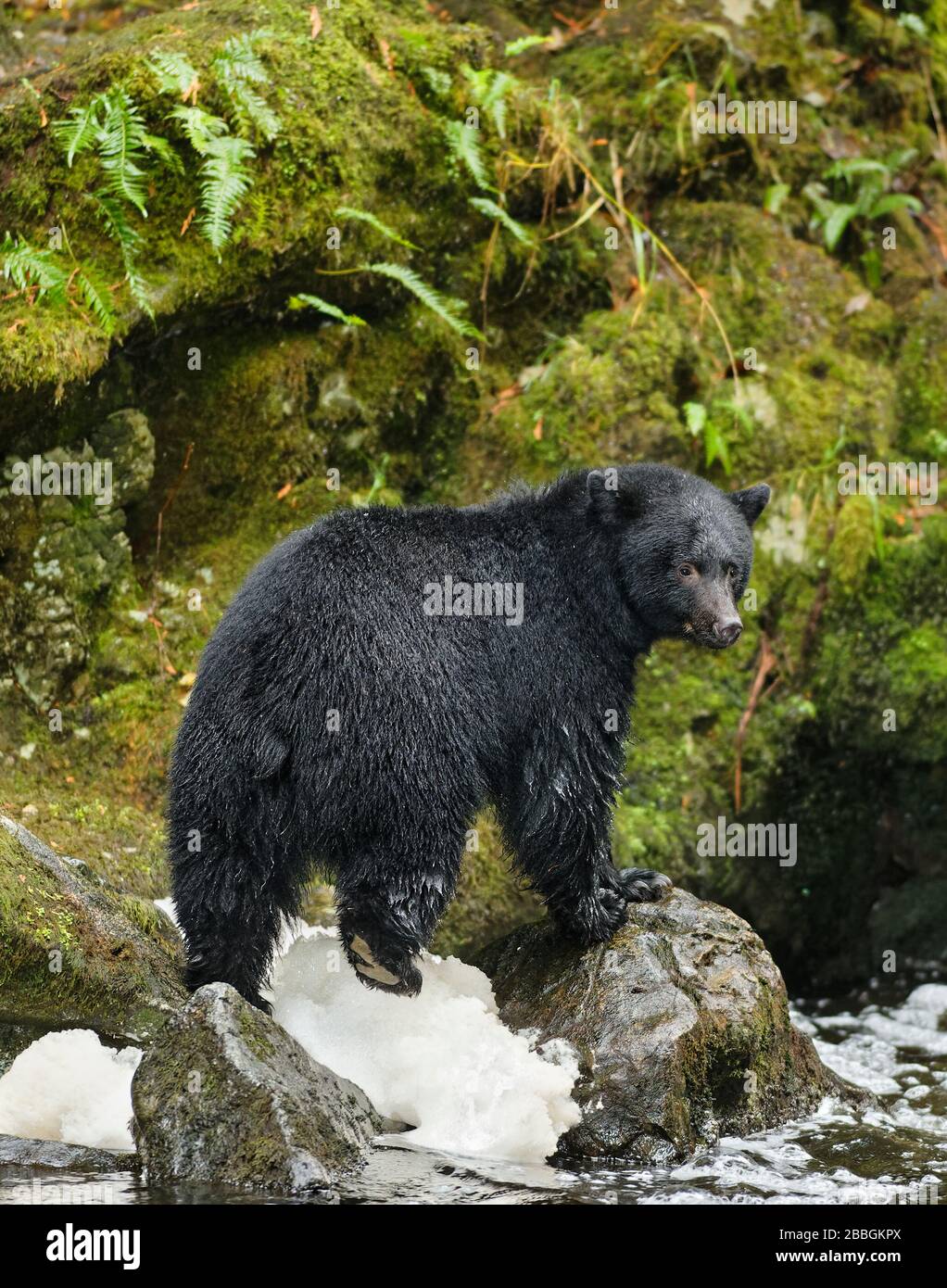 Black bear fishing hires stock photography and images Alamy