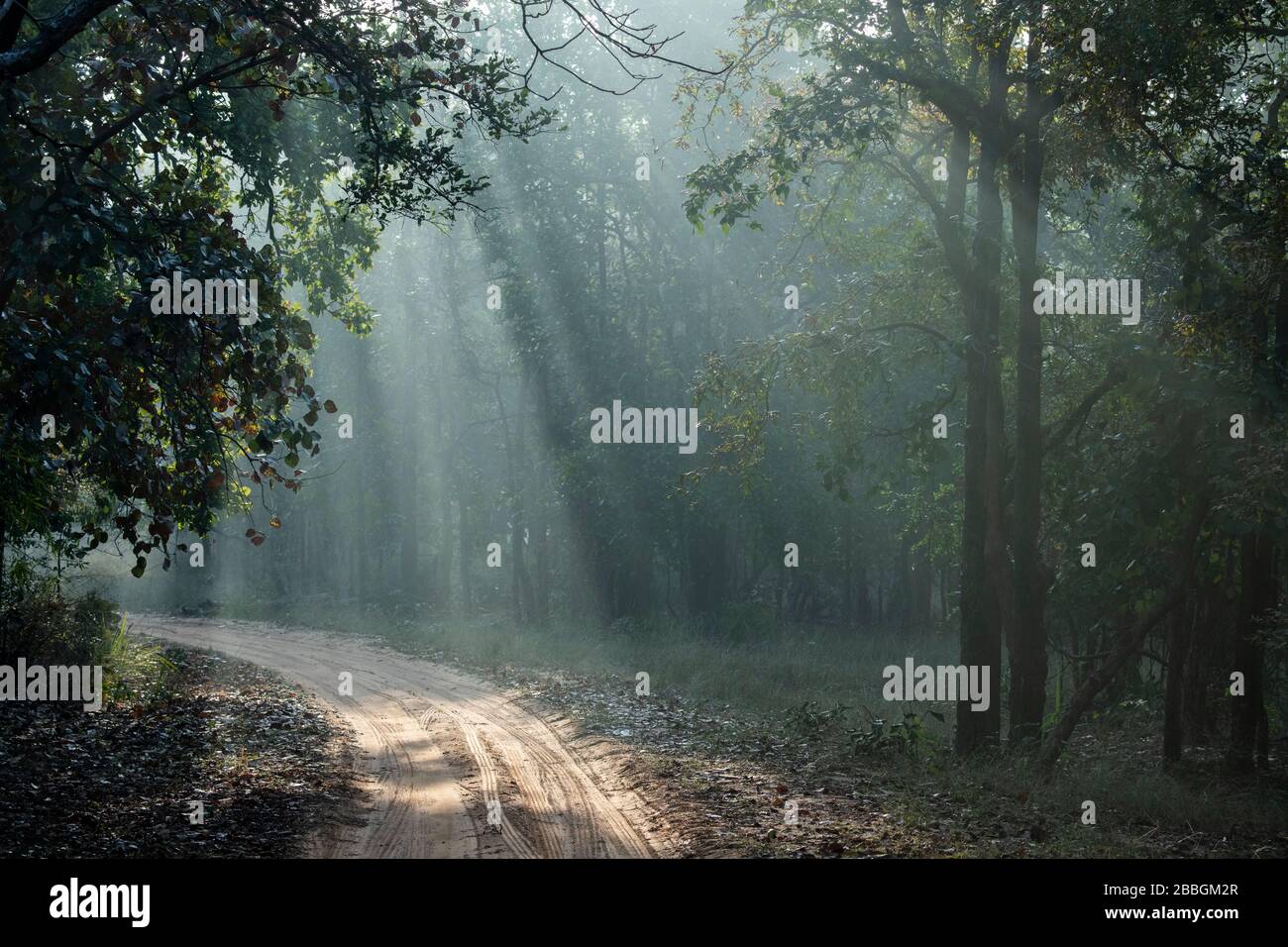 India, Madhya Pradesh, Bandhavgarh National Park. Early morning sunbeams (Crepuscular rays) streaming through park forest on dirt road. Stock Photo