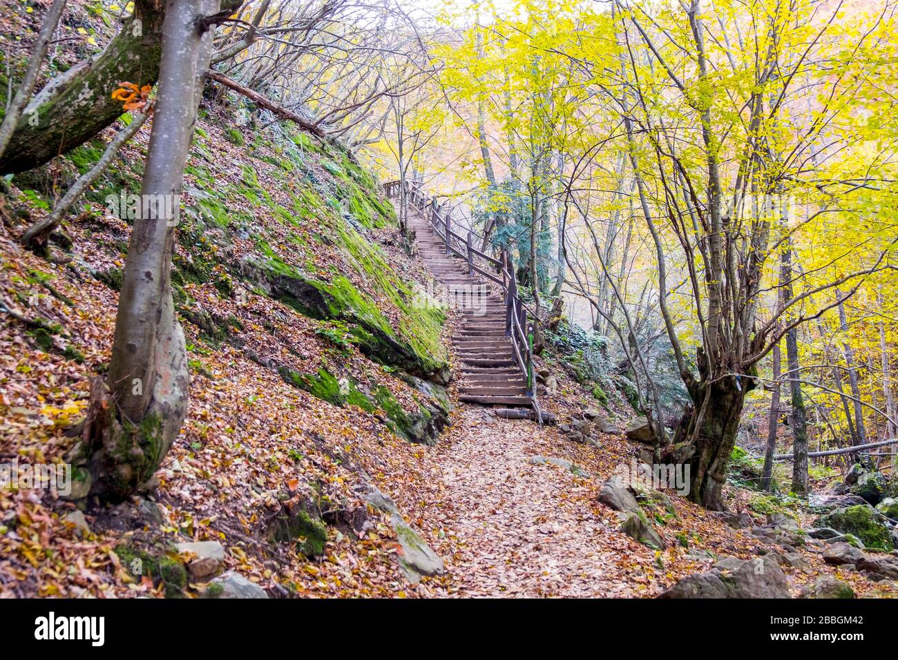 Wooden Steps On A Steep Hillside In The Forest Stock Photo, Picture and  Royalty Free Image. Image 36876055.