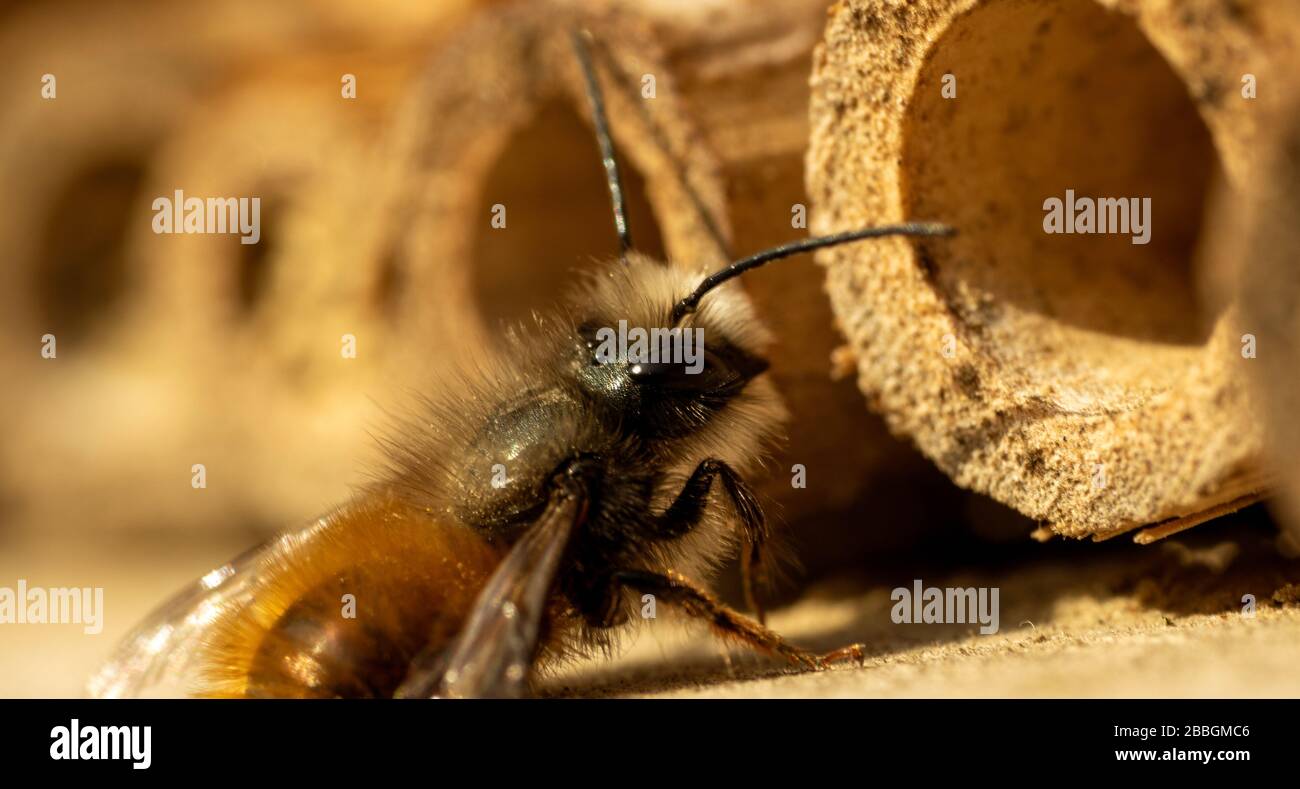 Pollinationg hires stock photography and images Alamy