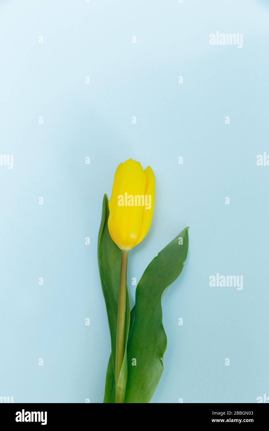 The tulip has a delicate yellow color. The flower lies right in the center. The leaves of flower are placed in the frame Stock Photo