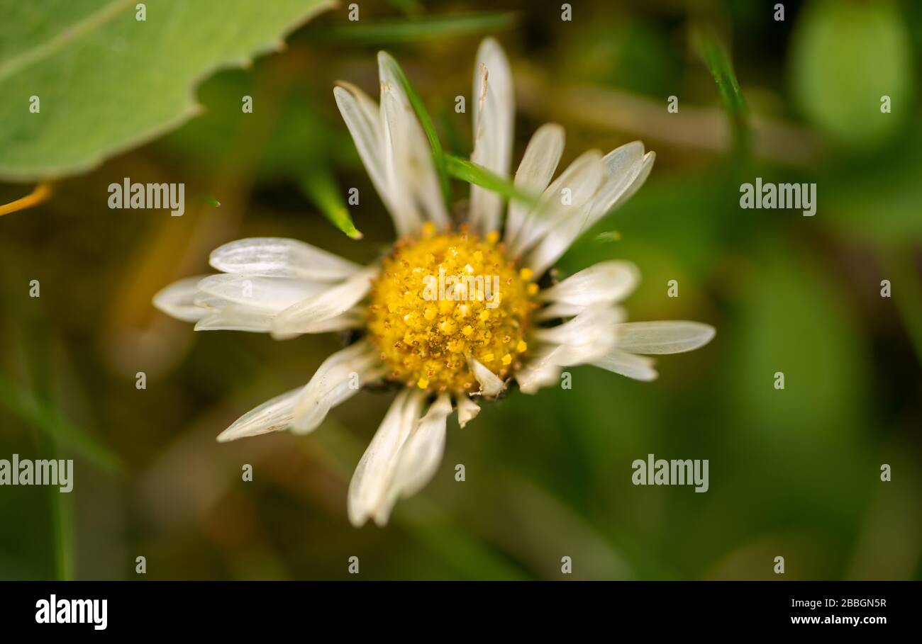 Close-up of daisy Stock Photo