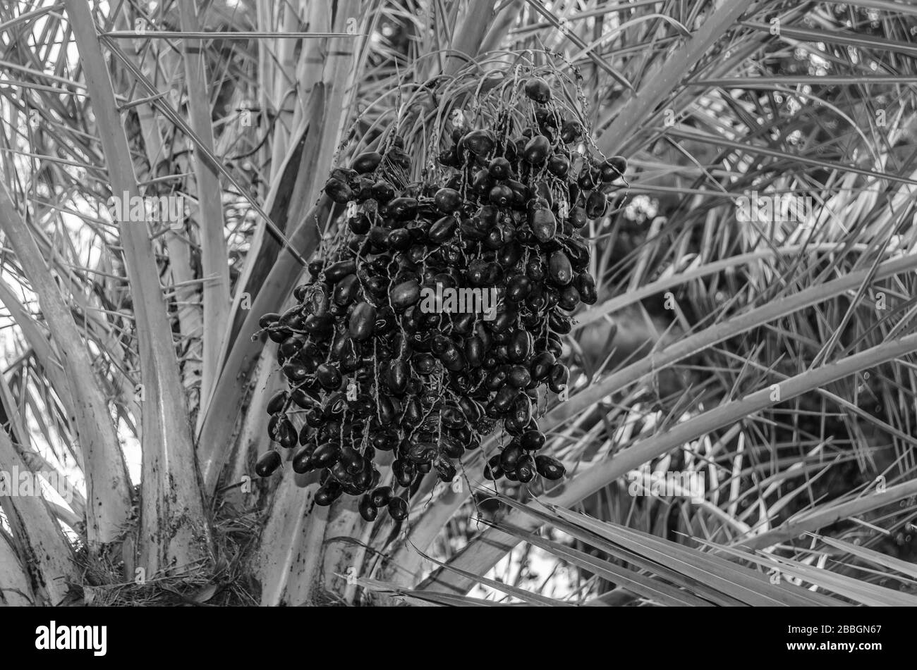 Detail of a date palm tree with ripped fruits, black and white image Stock Photo