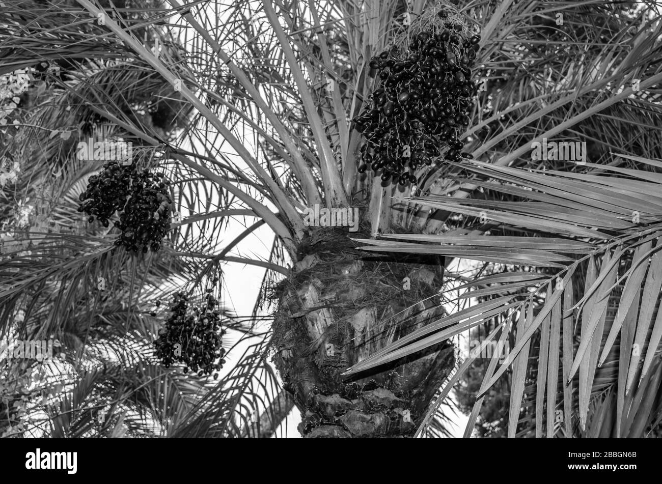 Detail of a date palm tree with ripped fruits, black and white image Stock Photo