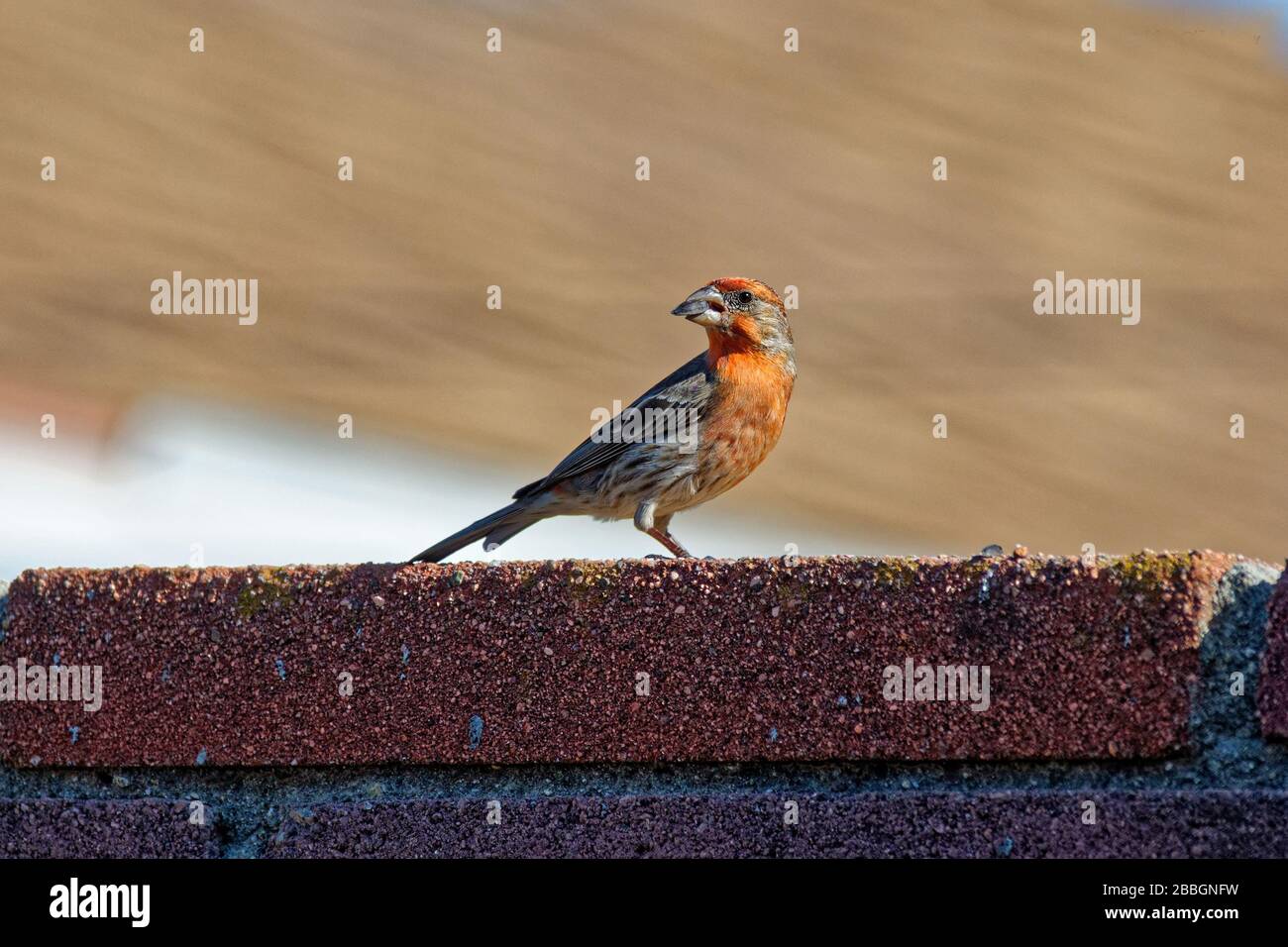 House finch (Haemorhous mexicanus) in California USA Stock Photo Alamy