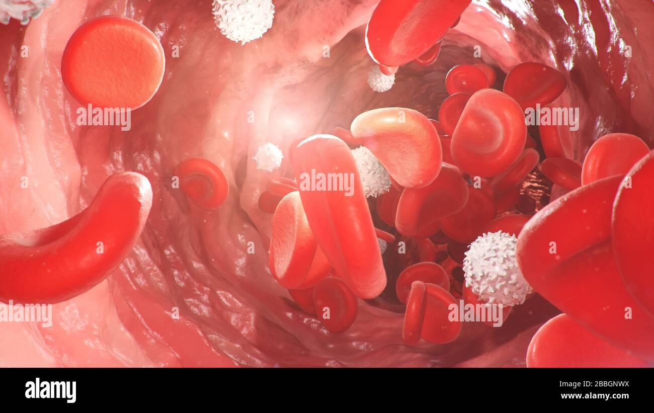 Red blood cells inside an artery, vein. Flow of blood inside a living organism. Scientific and medical concept. Transfer of important elements in the Stock Photo