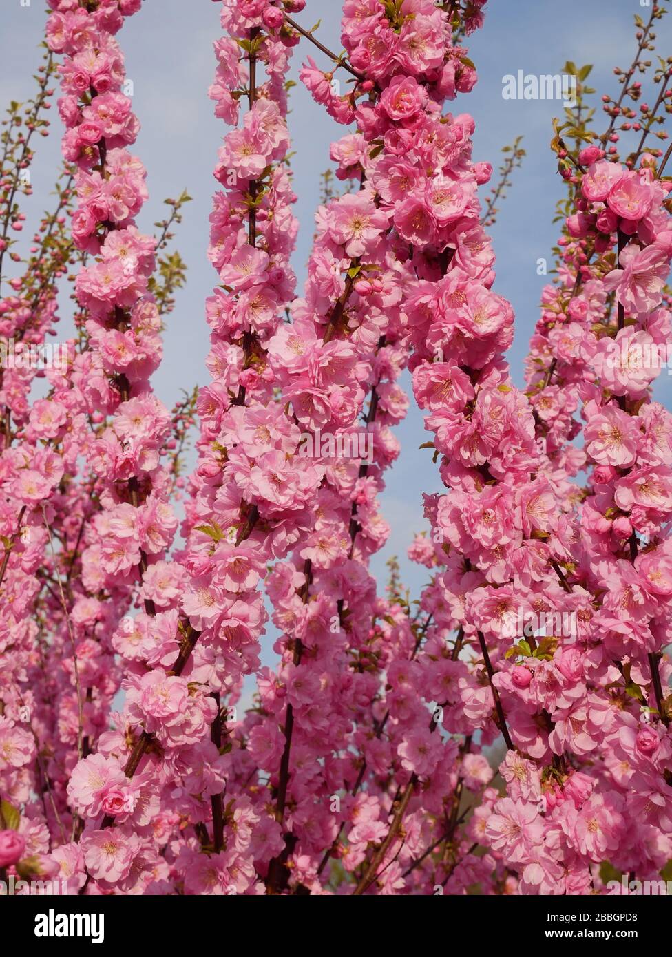 Abundant flowering Japanese Cherry tree shoots on a background of sky. Sakura in spring time, close-up Stock Photo