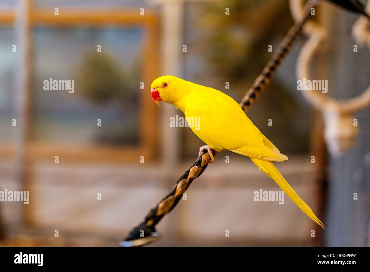 Yellow Lutino Indian Ringneck Parakeet sitting on a rope. Psittacula Krameri from Psittaculidae family Stock Photo
