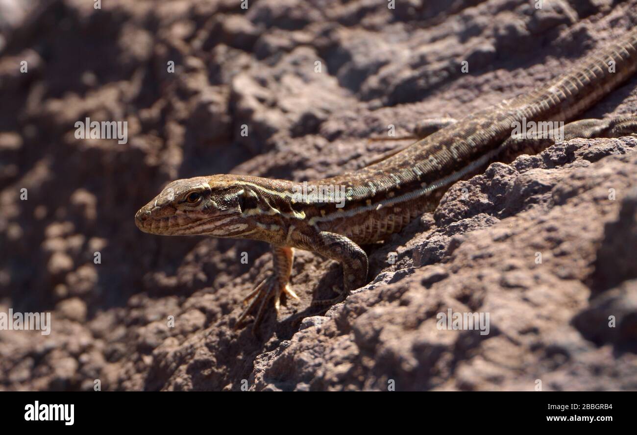 Close-up of a lizard Stock Photo