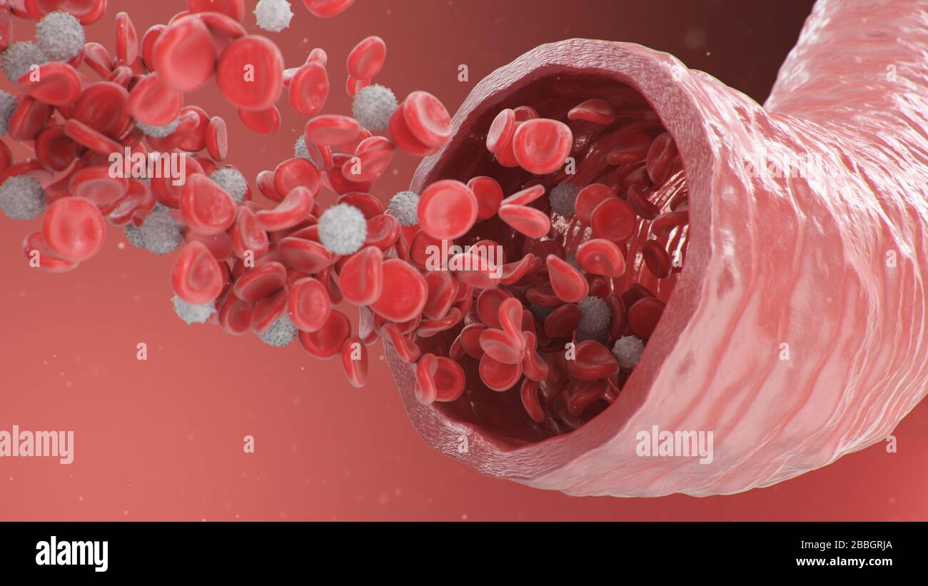 3d illustration of red blood cells inside an artery, vein. Healthy arterial cross-section blood flow. Scientific and medical microbiological concept Stock Photo