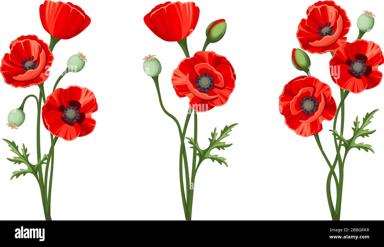 Vector red poppies isolated on a white background Stock Vector Image ...