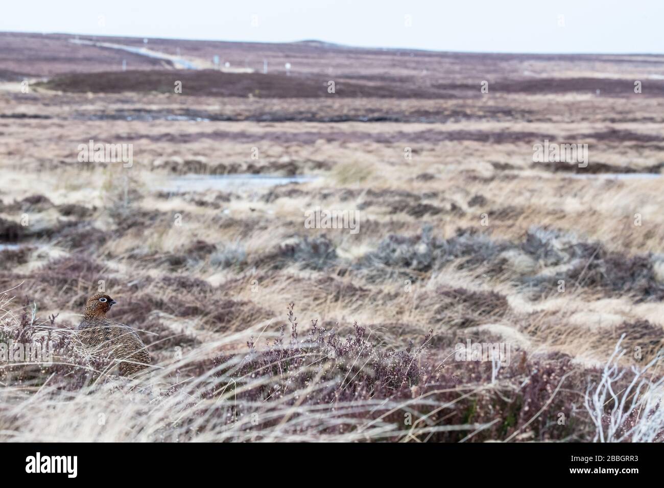 Red grouse on The Yorkshire Moors Stock Photo