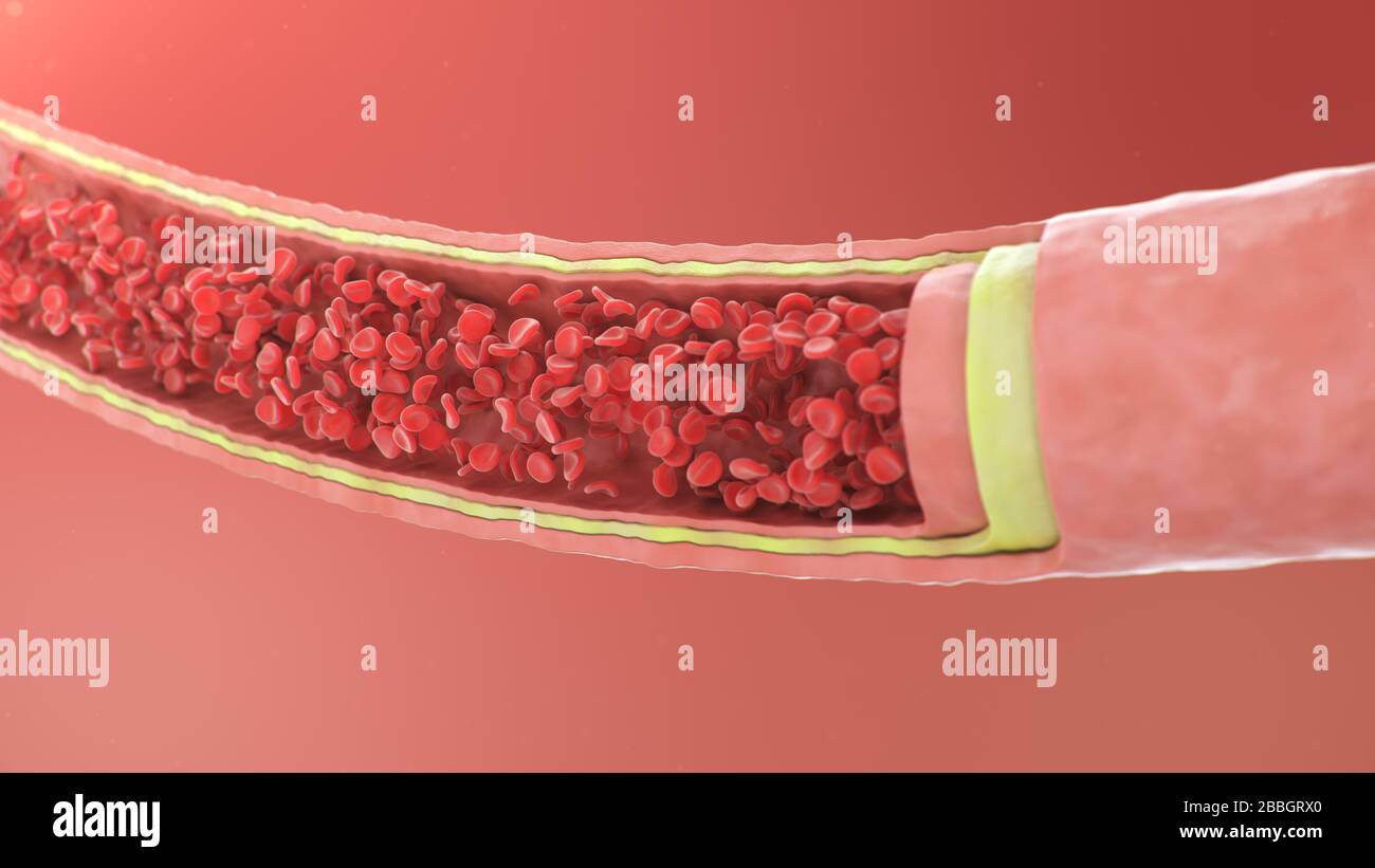 Cross section artery view. Red blood cells inside an artery, vein. Healthy blood flow. Scientific and medical concept. Transfer of important elements Stock Photo