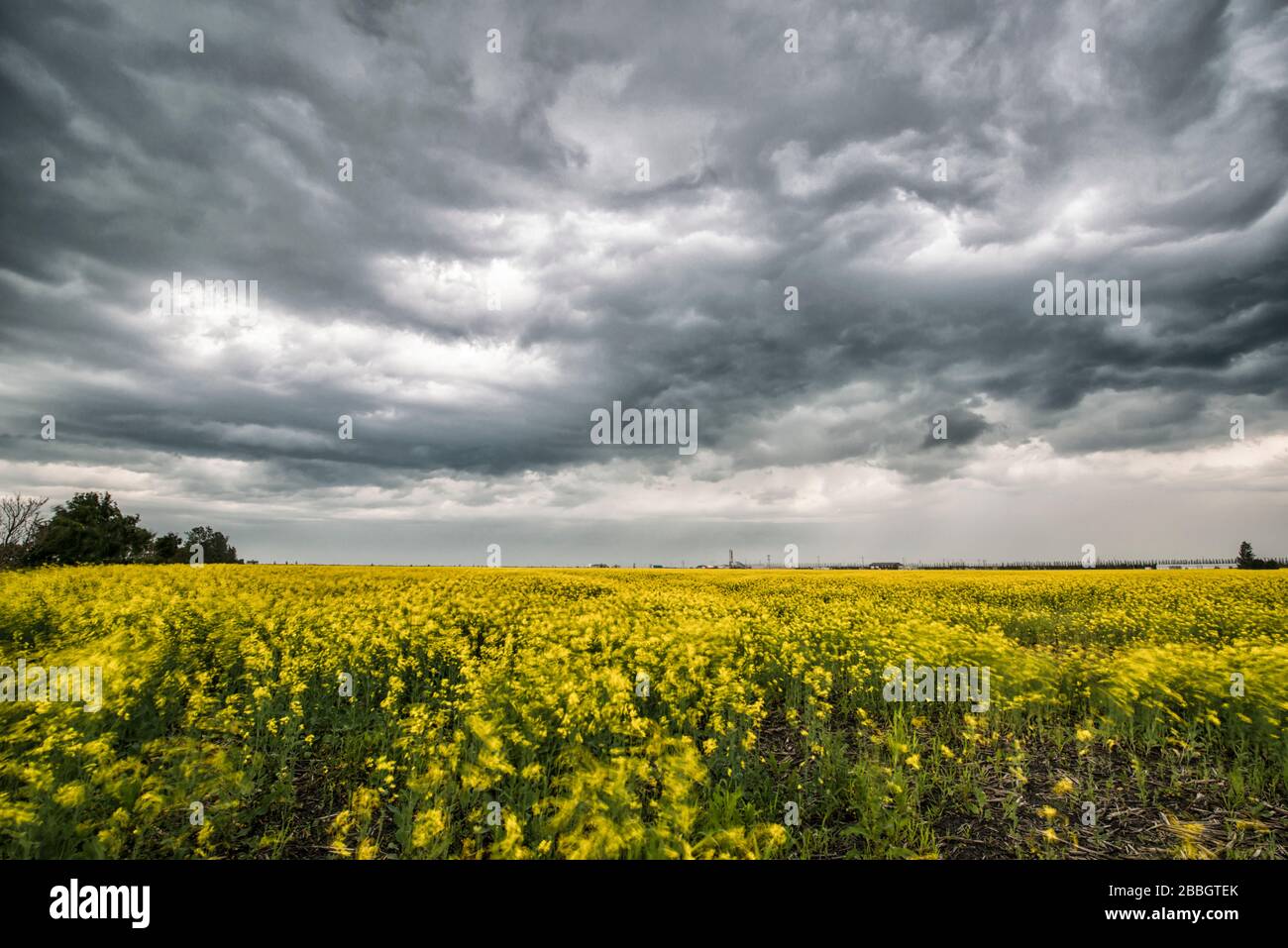 Storm dying over wind swept swirling canola field in southern rural Manitoba Canada Stock Photo