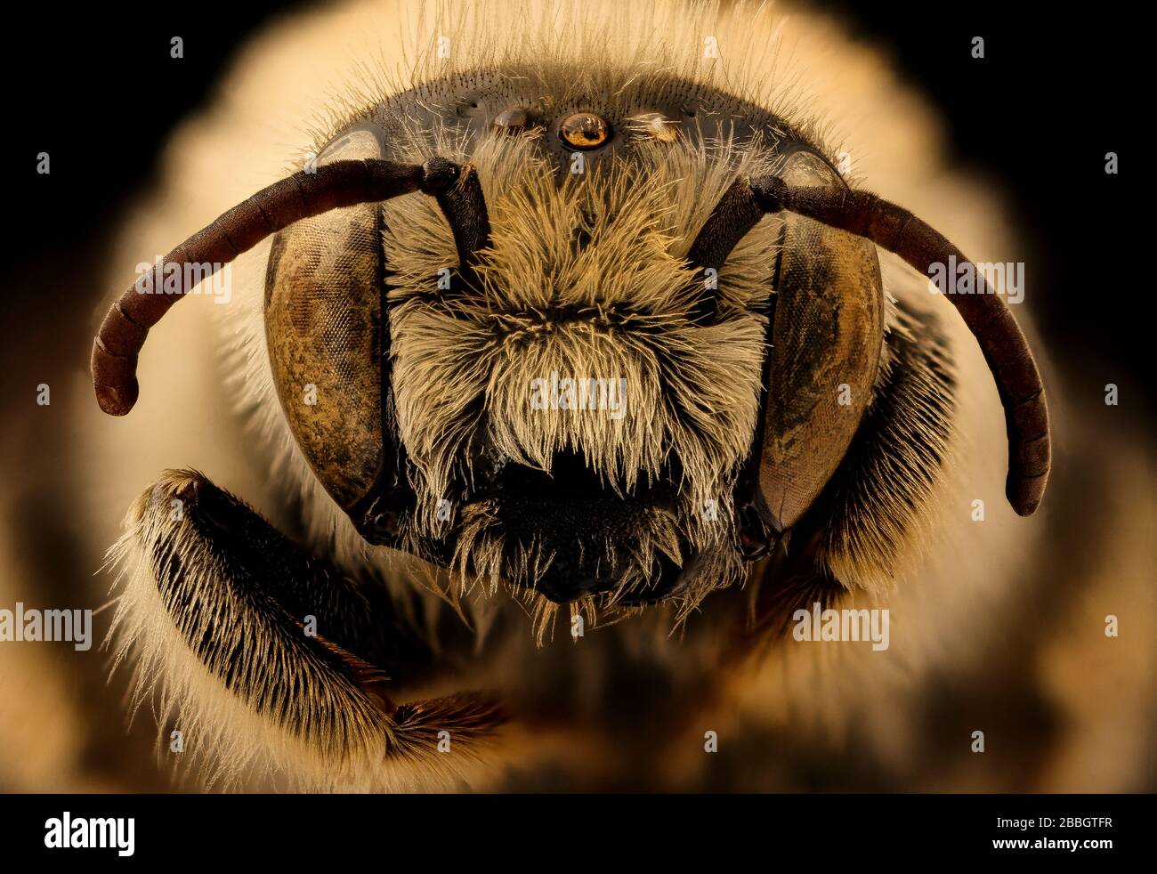 Bee. Macro closeups of bees. Stock Photo