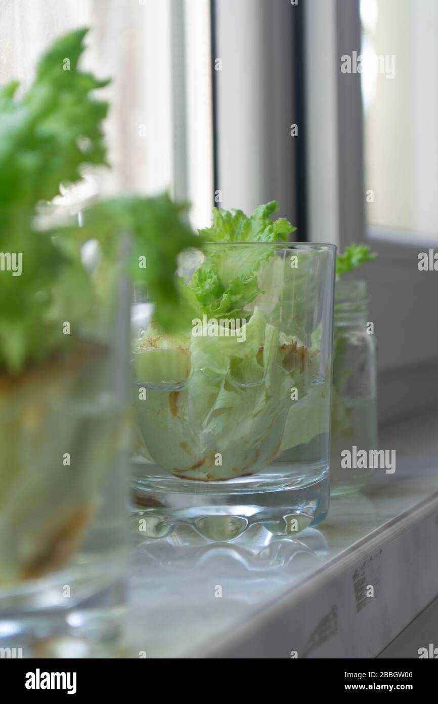 Growing lettuce in water from scraps in kitchen and on window sill Stock Photo