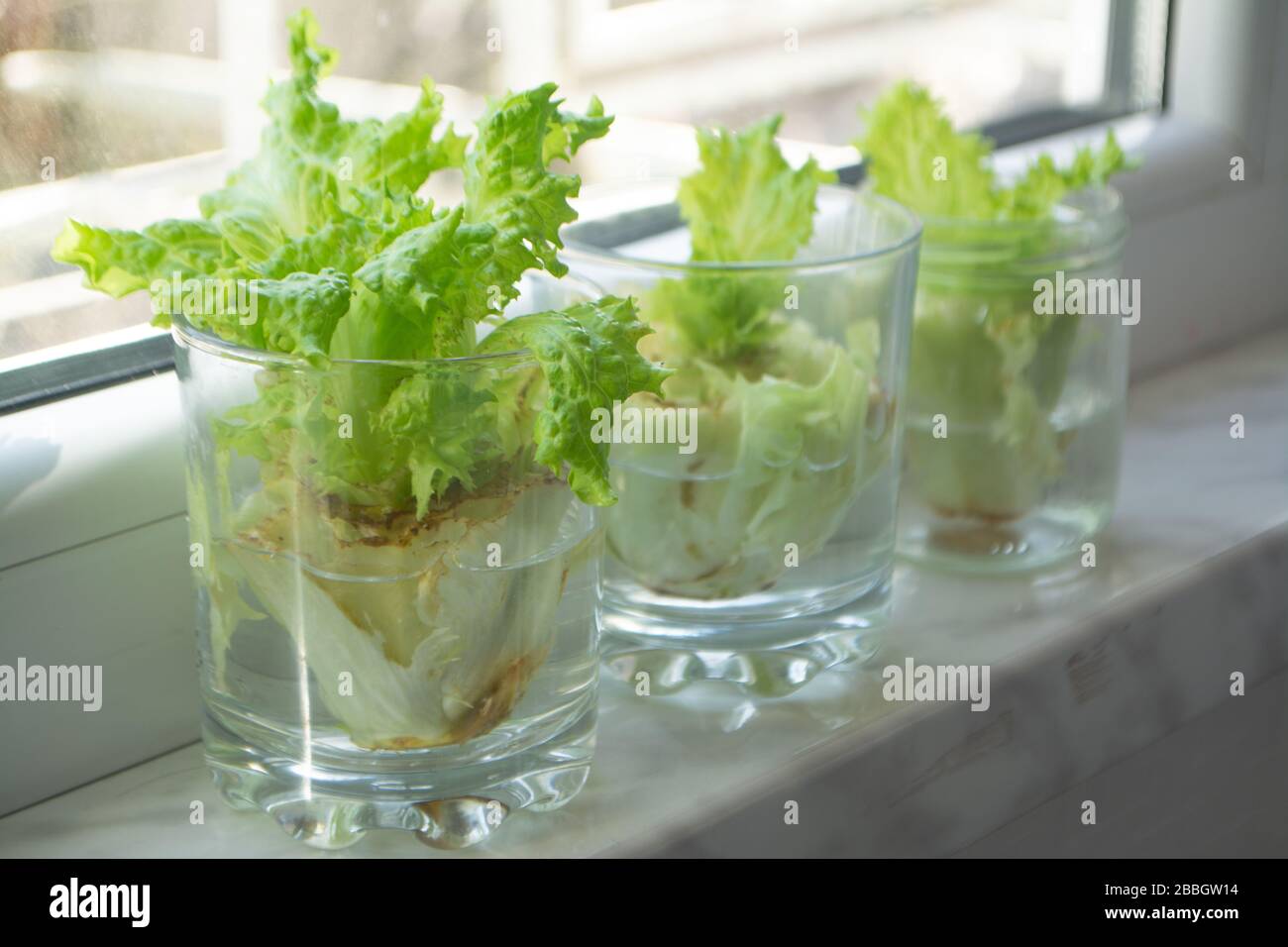 Growing lettuce in water from scraps in kitchen and on window sill