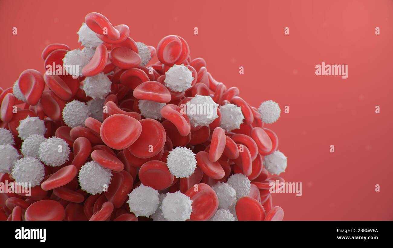 Red blood cells with white blood cells that is immune. Scientific and medical microbiological concept. Enrichment with oxygen and nutrients. Transfer Stock Photo