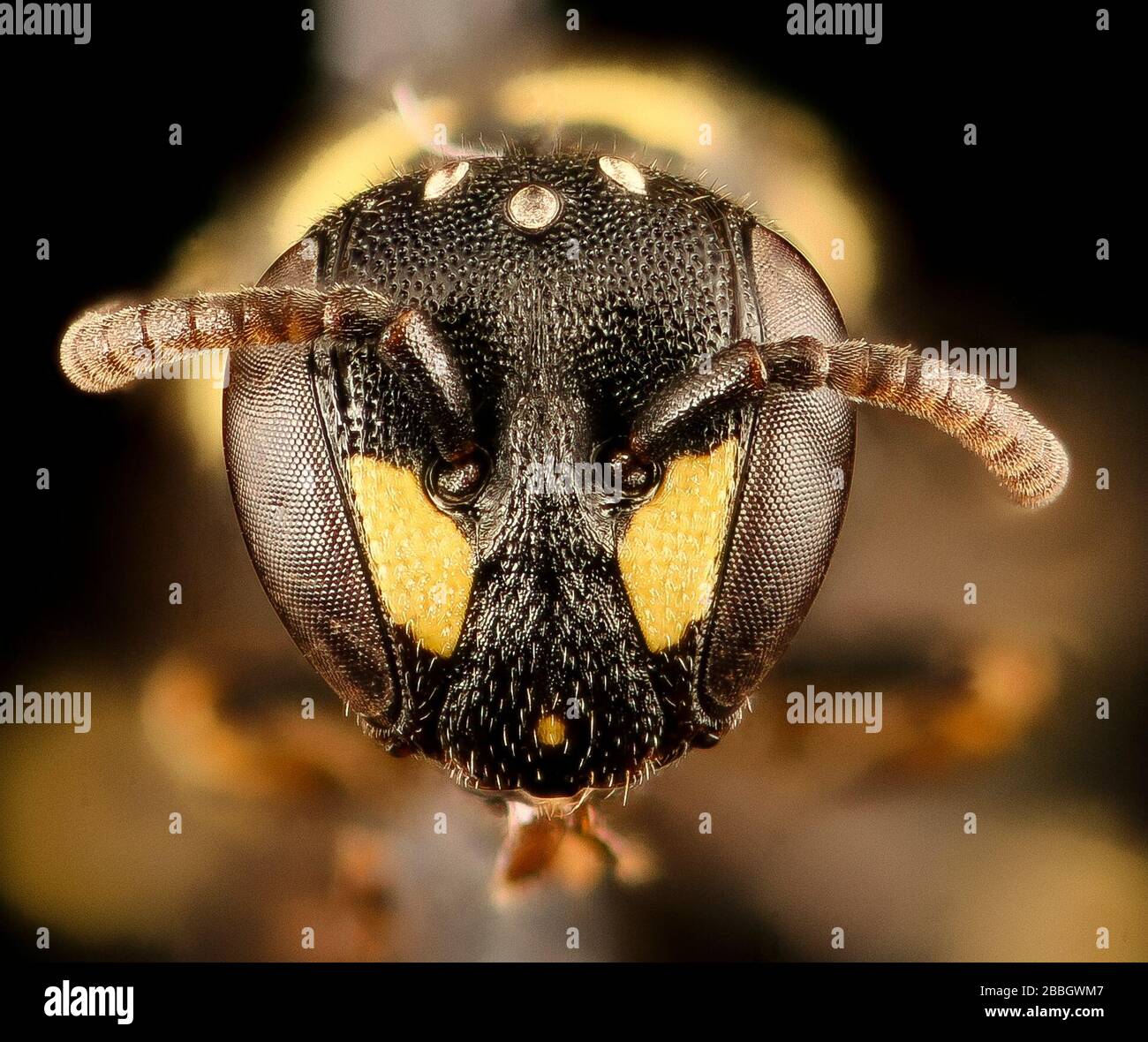 Bee. Macro closeups of bees. Stock Photo