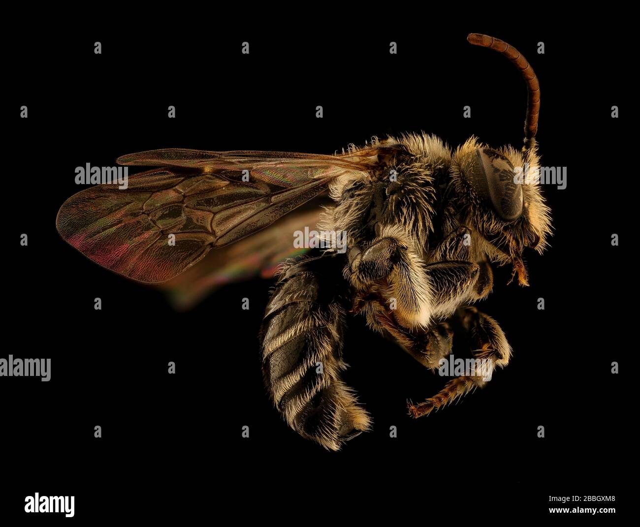 Bee. Macro closeups of bees. Stock Photo