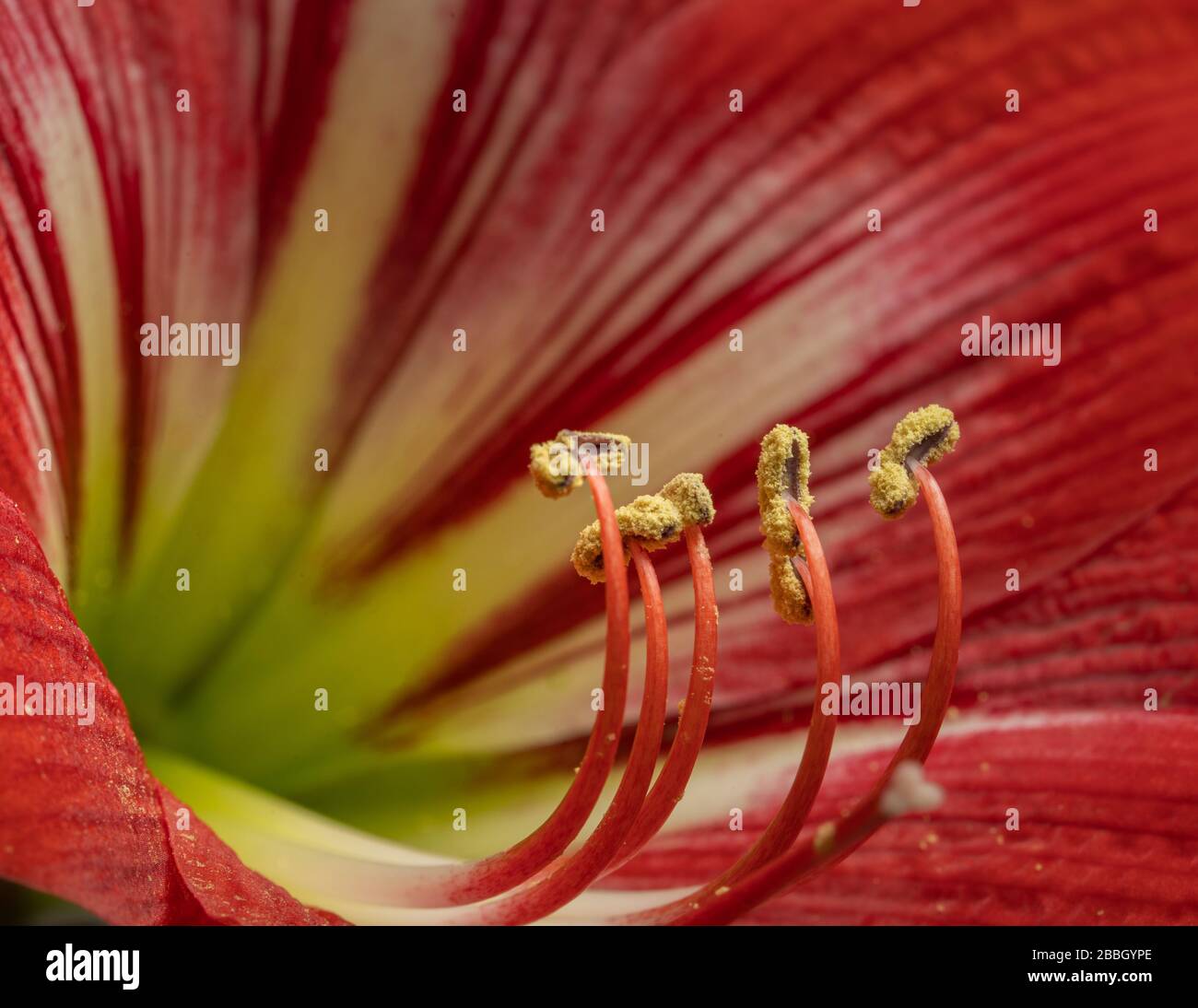 Red amaryllis flower in bloom isolated with stamen in focus  Stock Photo