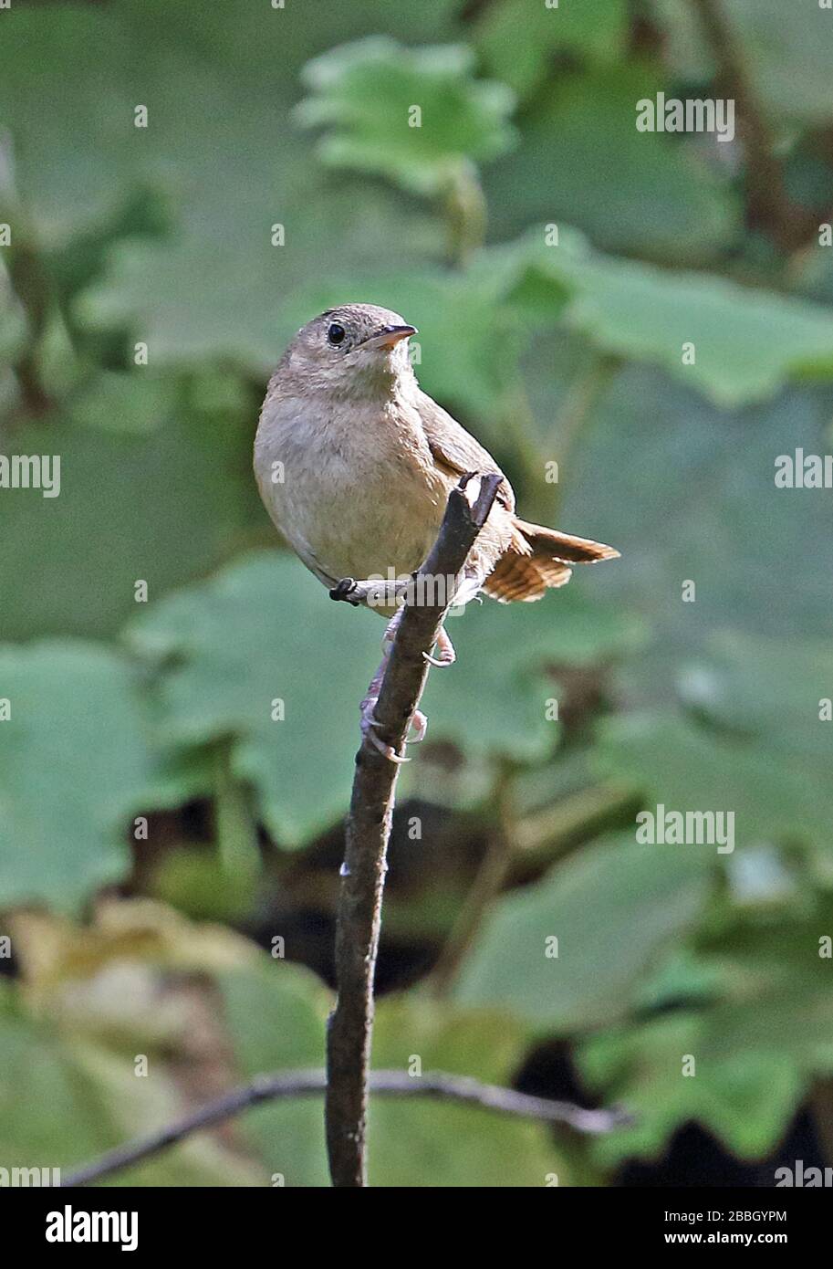 House Wren (Troglodytes aedon) adult perched on top of stick  northern Peru                              March Stock Photo