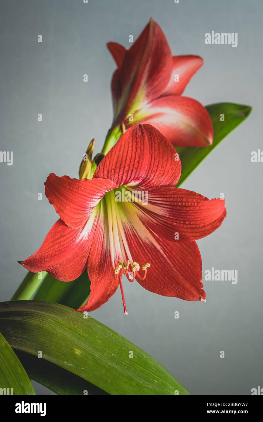 Red amaryllis flowers in bloom isolated on a white background Stock Photo