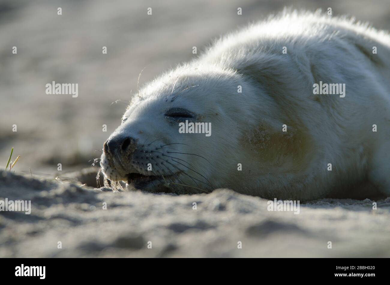 Grey Seal Pup at Winterton on sea beach Stock Photo