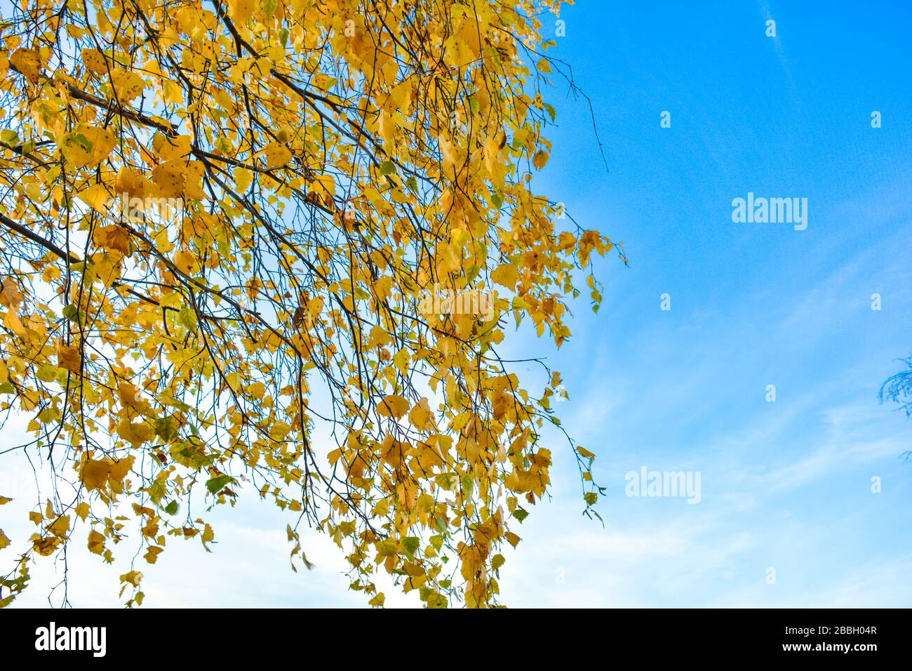 Autumn background with yellow leaves are birch tree on vibrant blue sky ...