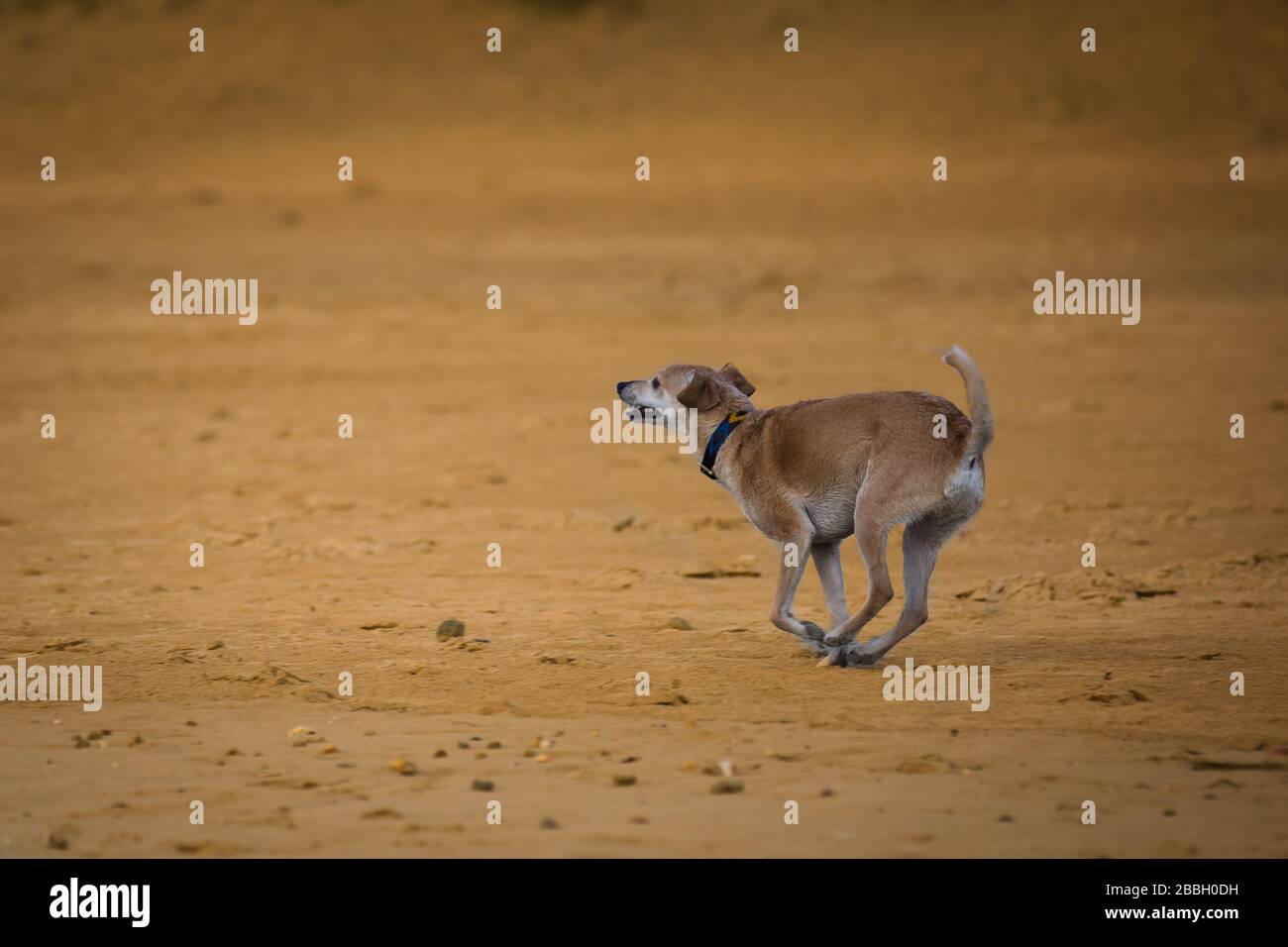 A Happy Brown Dog Running and Playing on the Beach in Conil, Spain Stock Photo