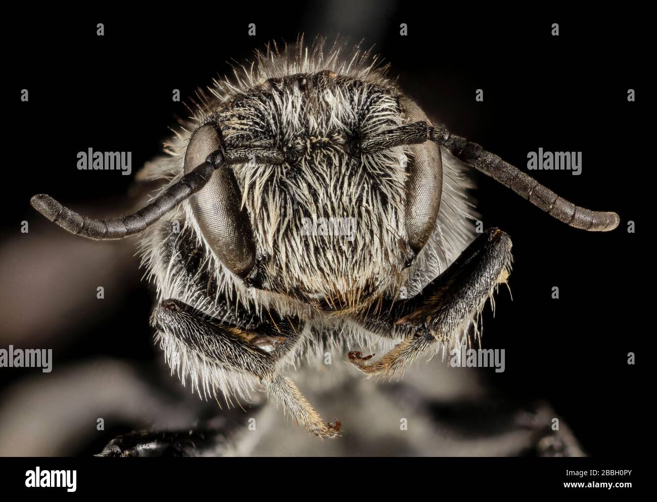 Bee. Macro closeups of bees. Stock Photo