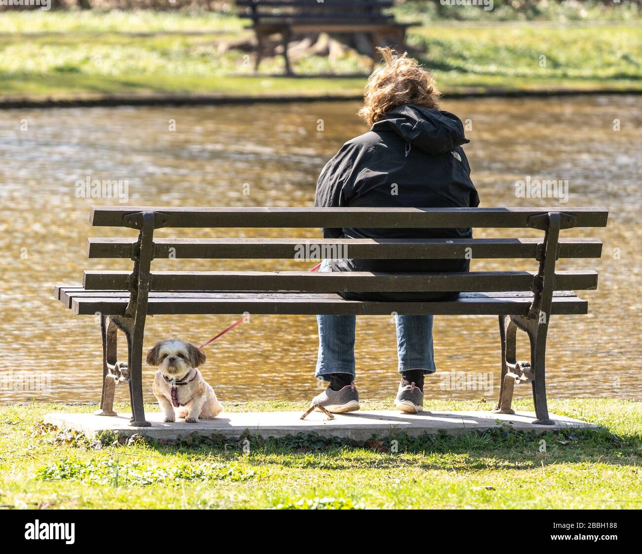 Berks County, Pennsylvania, USA-March 22, 2020: Senior woman sits on park bench next to pond with dog under the bench. Stock Photo